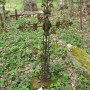 Cimetière - Melecey - Image3